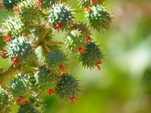 Picture of the castor oil plant