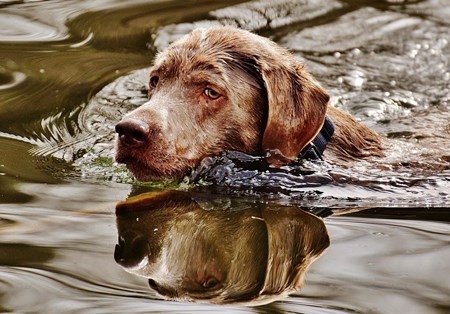 removal a skin tag that's near to a dog's eye