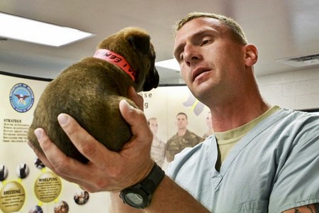 How much do veterinarians charge to remove skin tags?